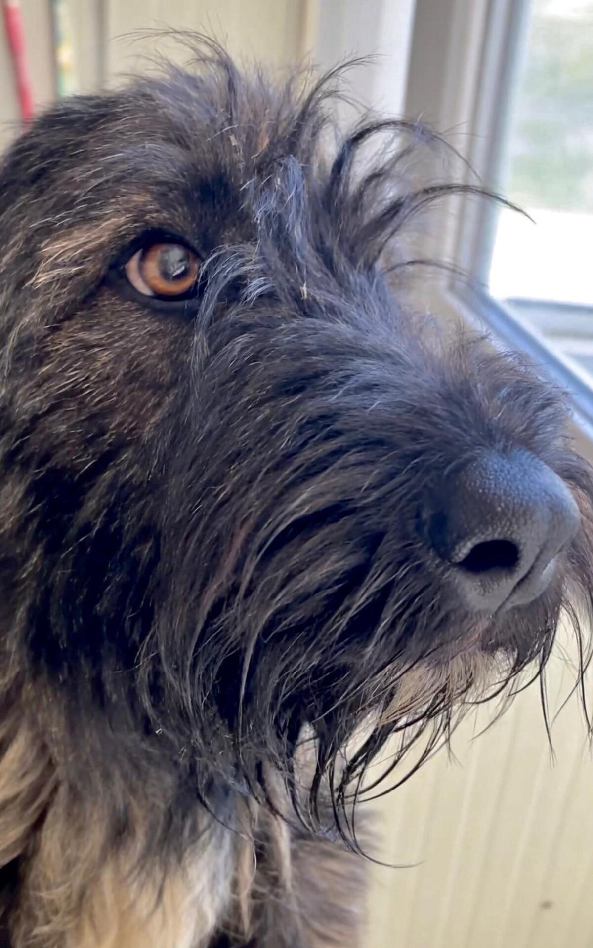 Adoption Candie