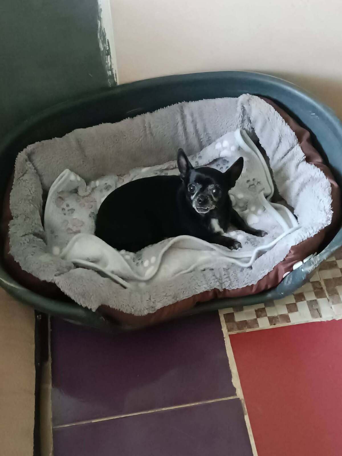 Adoption Valeria