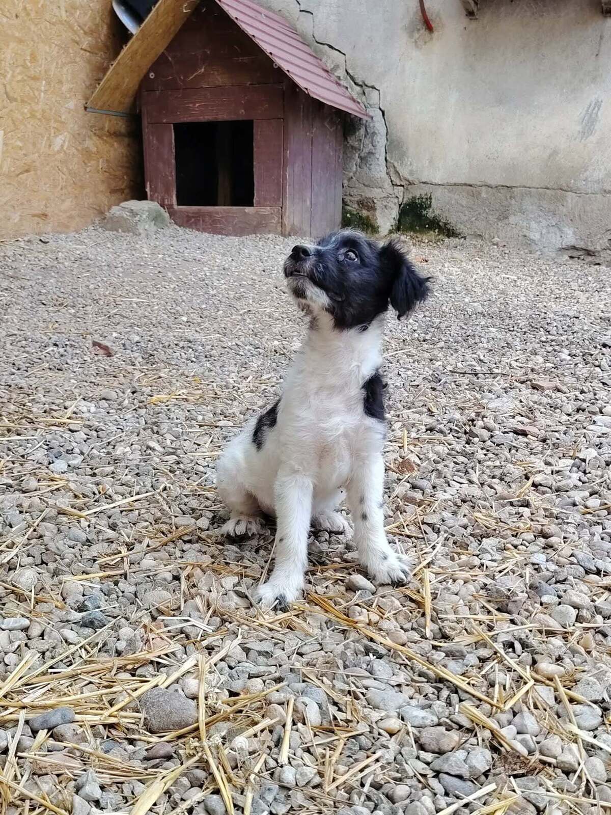 Adoption Crunchie