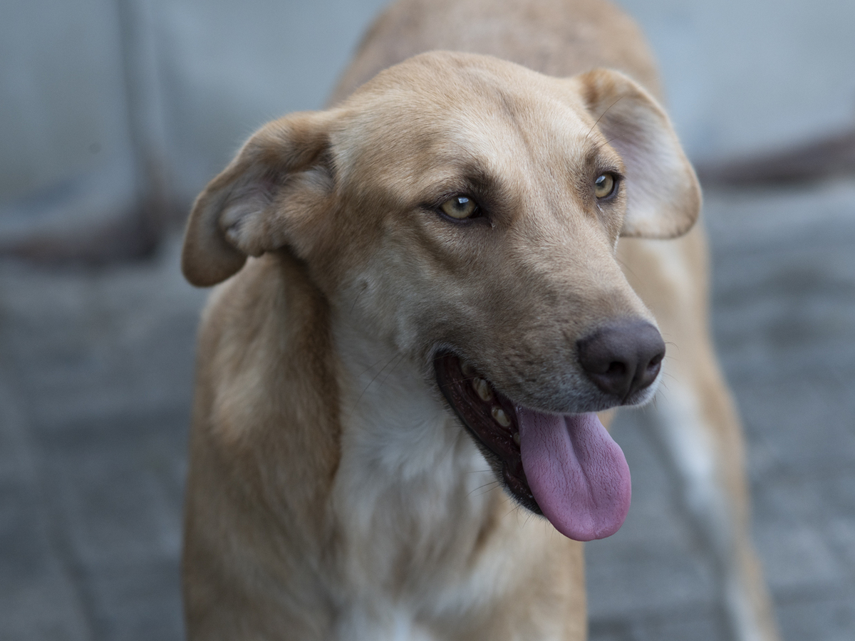 Adoption Xendra