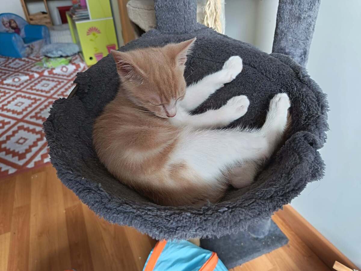 Adoption Héros