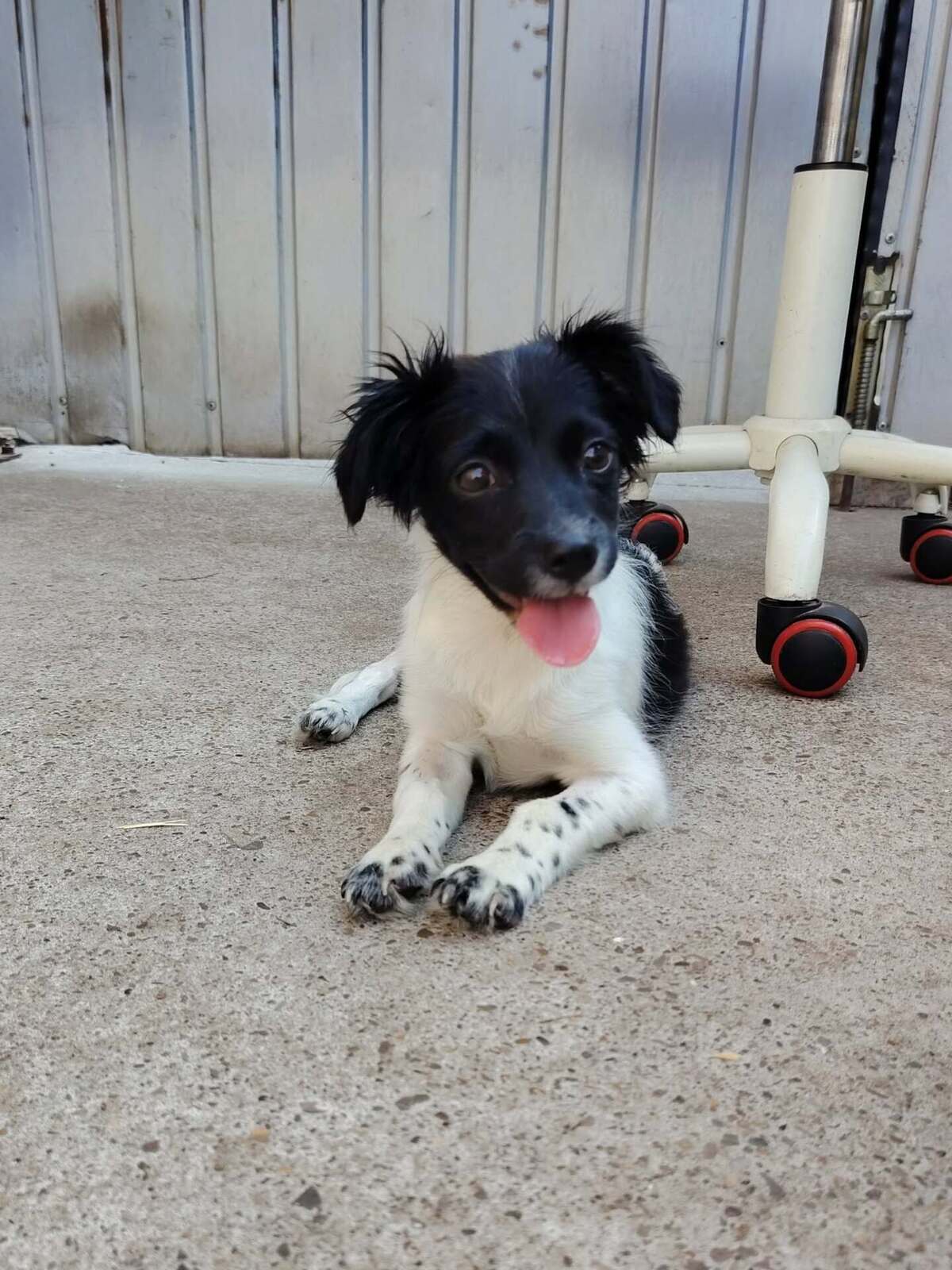 Adoption Réglisse