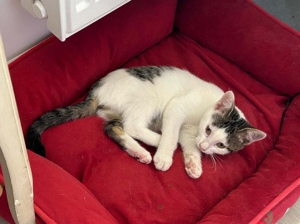 Adoption Ptiboudchat 