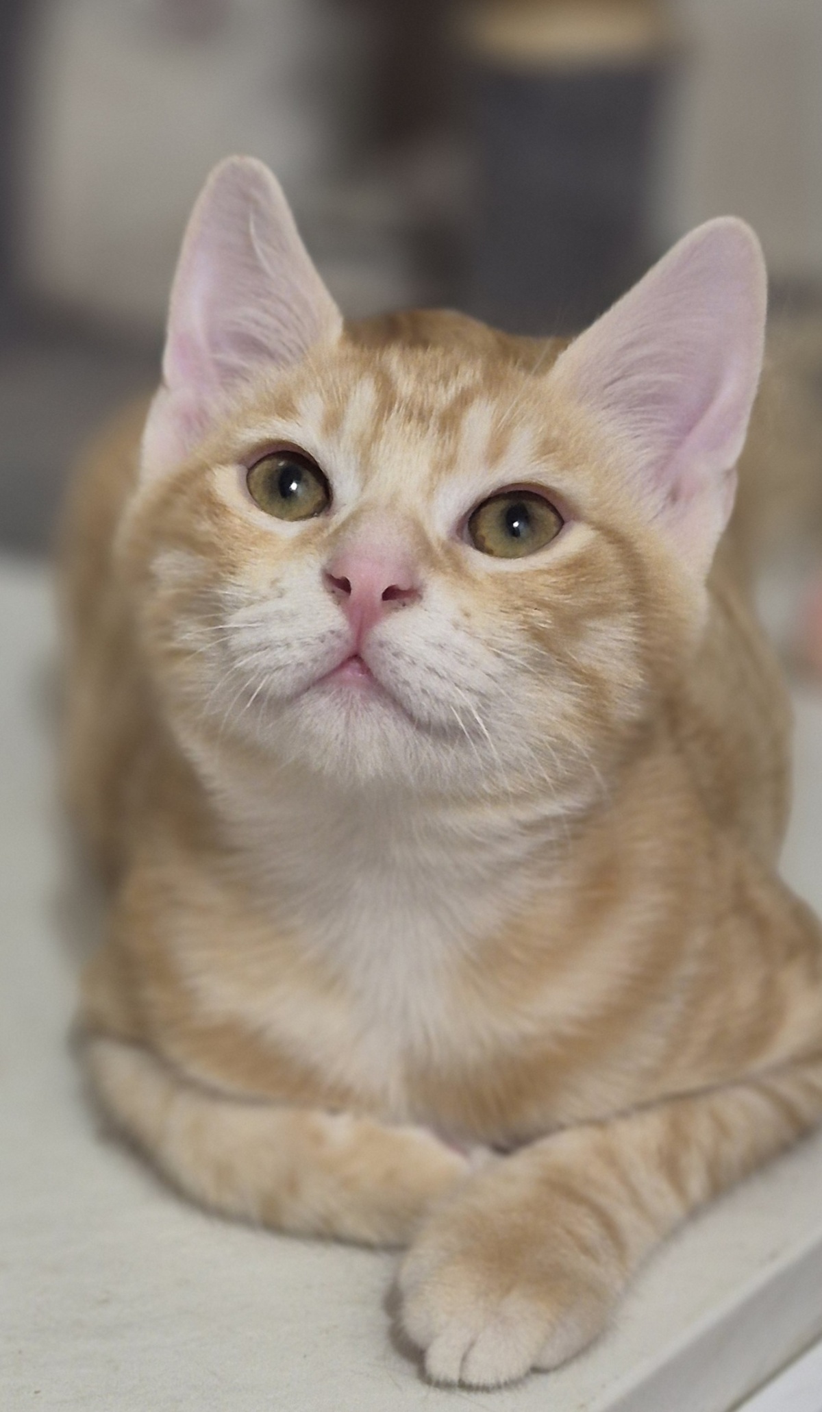 Adoption Benji