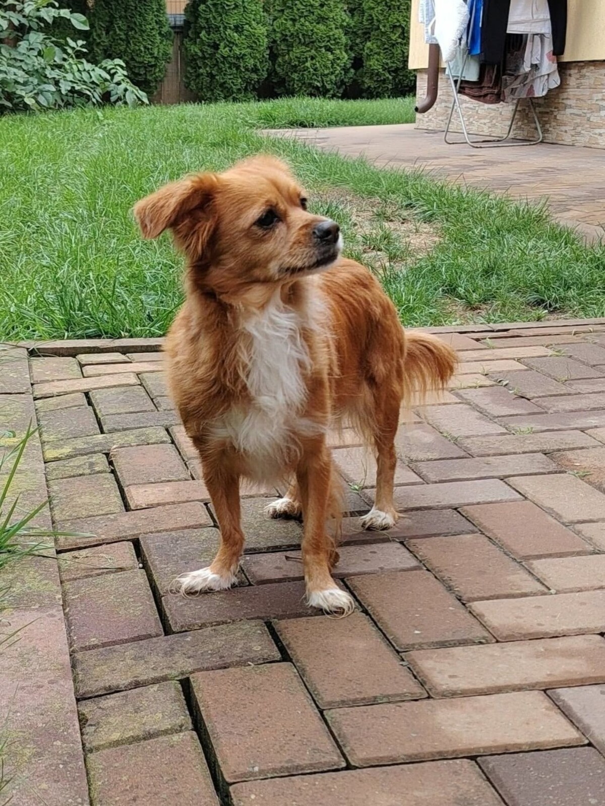 Adoption Rita
