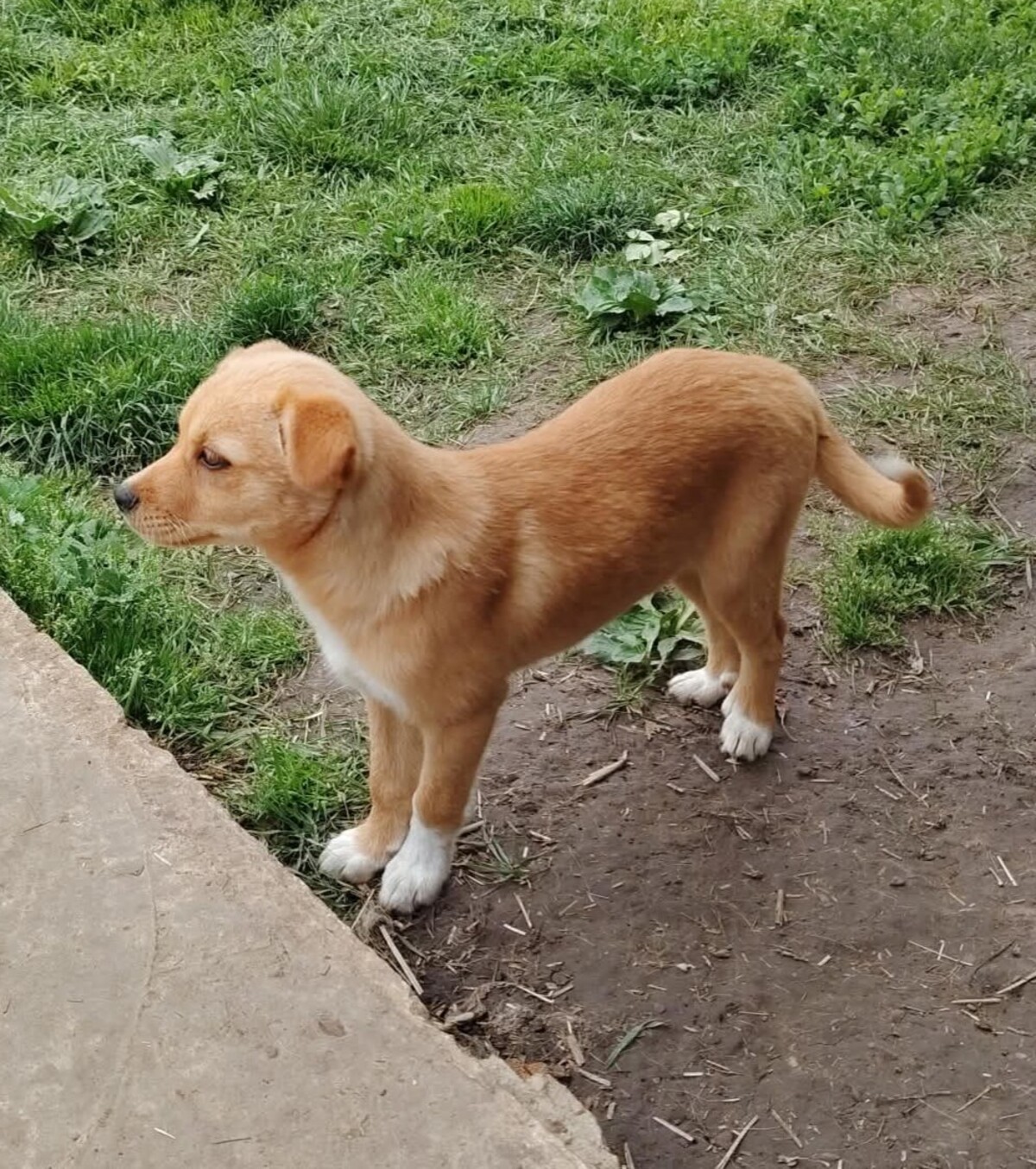 Adoption Jade