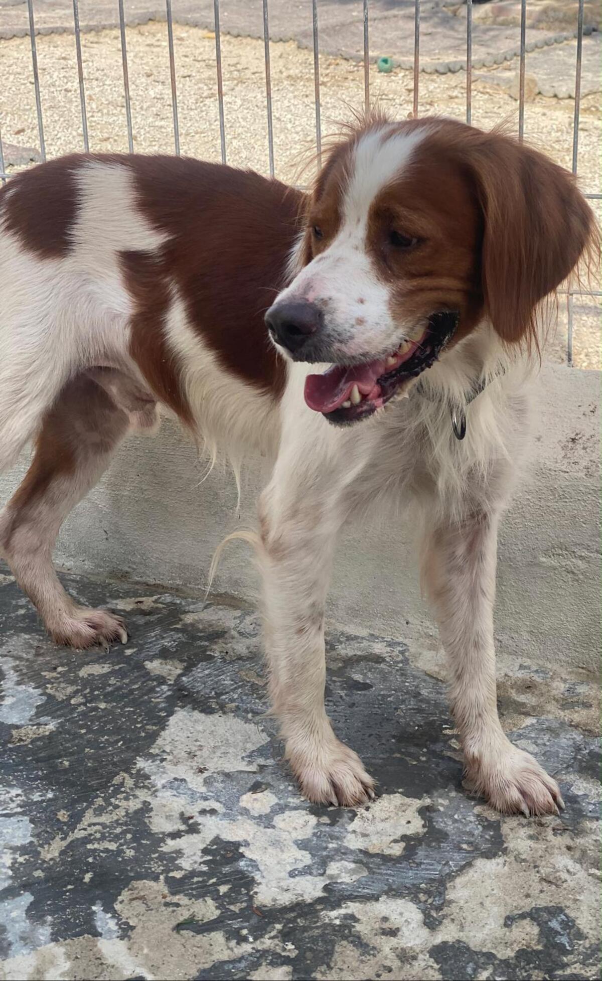 Adoption Sol