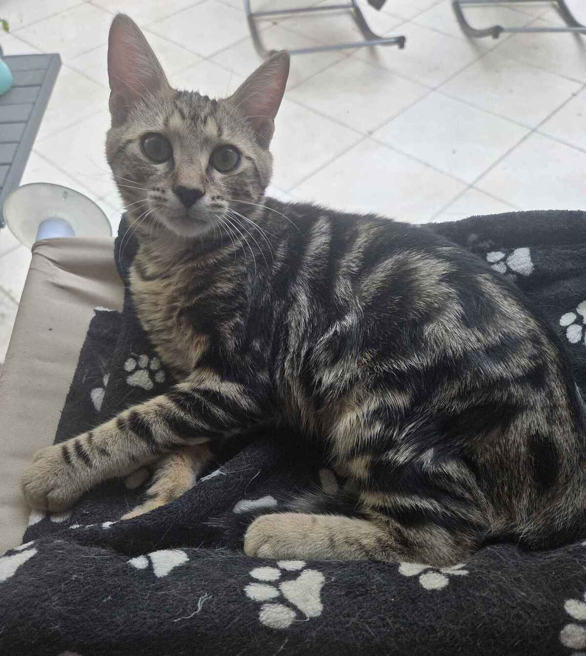 Adoption Milo