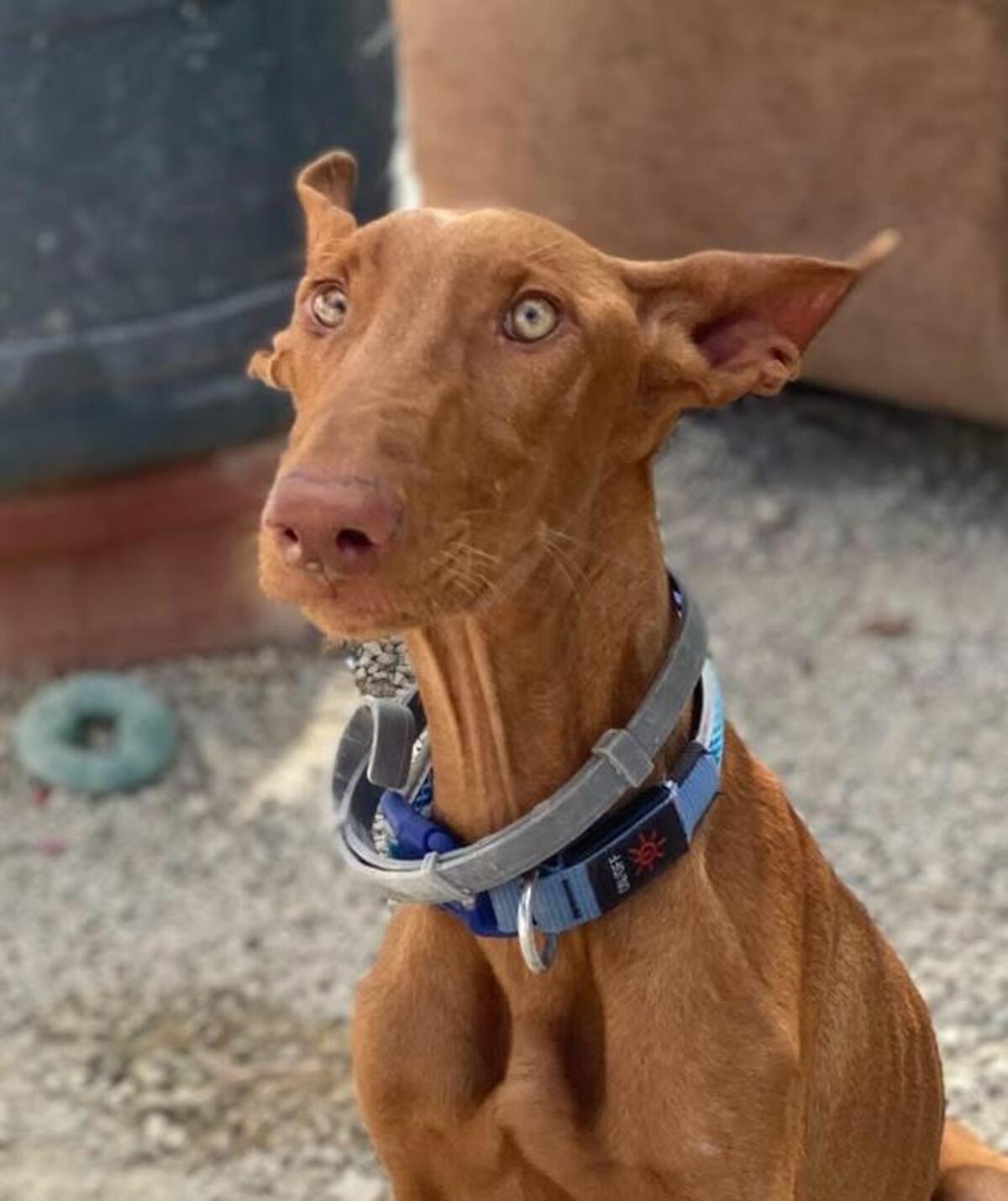 Adoption Iggy