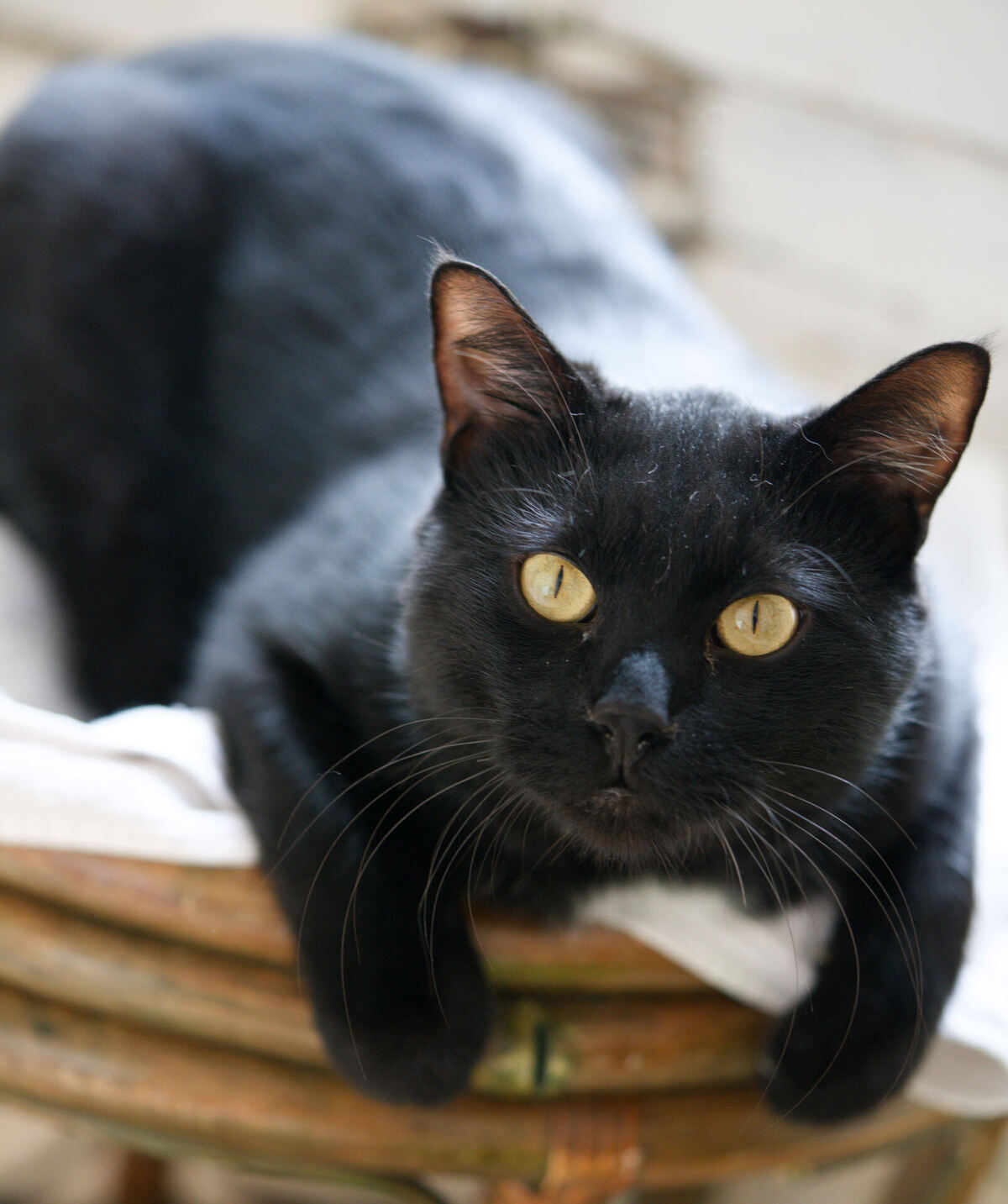 Adoption Arka
