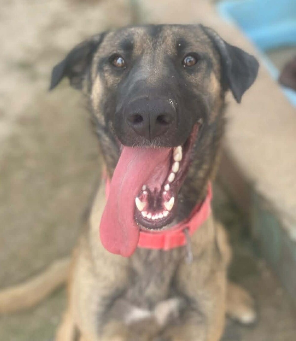Adoption Beatriz