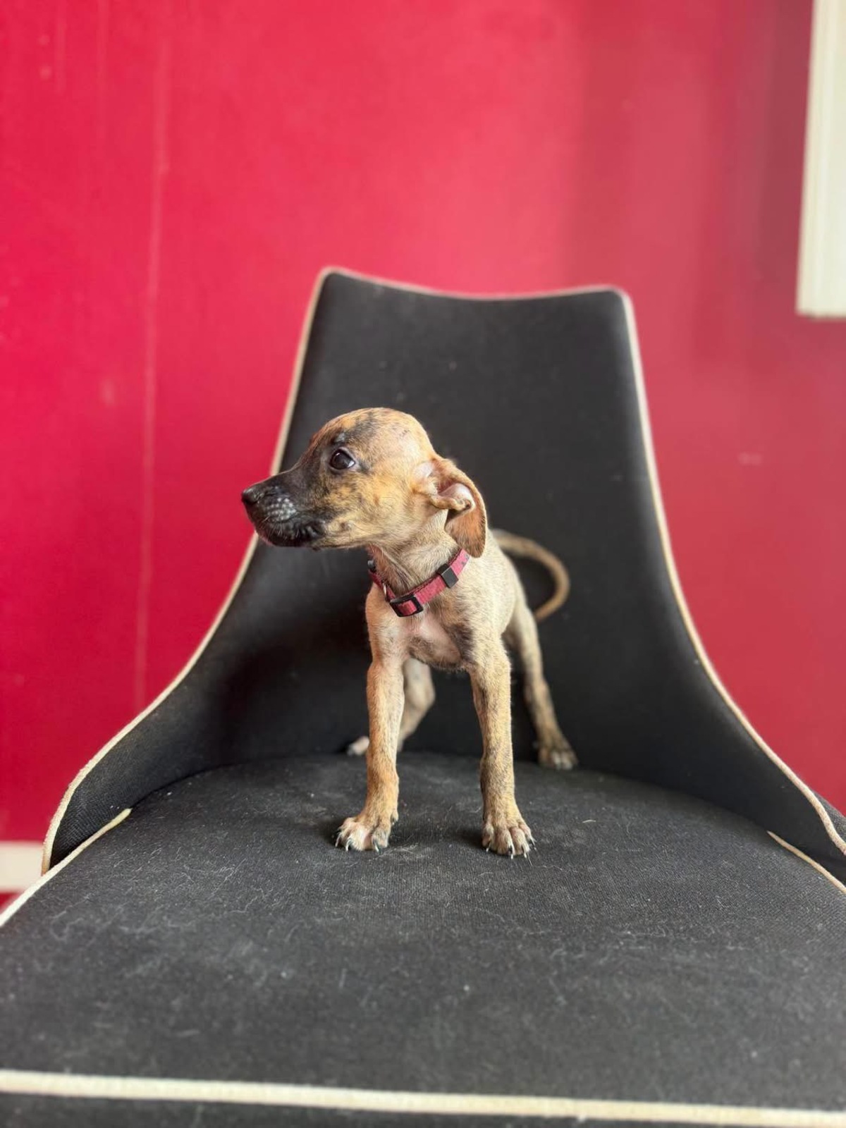 Adoption Kara