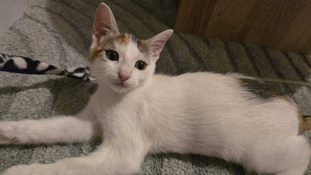 Adoption Bianca