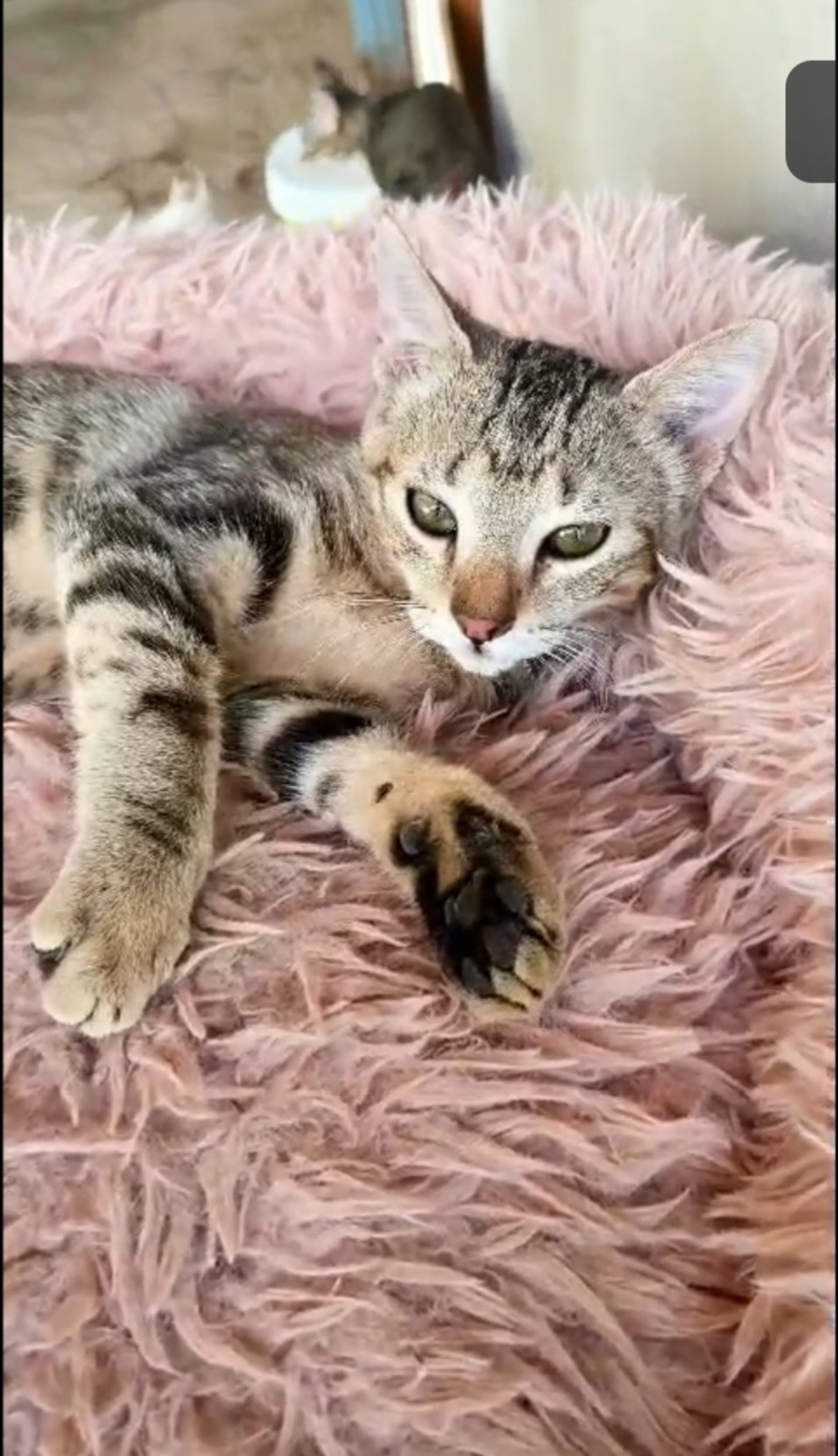 Adoption Faro