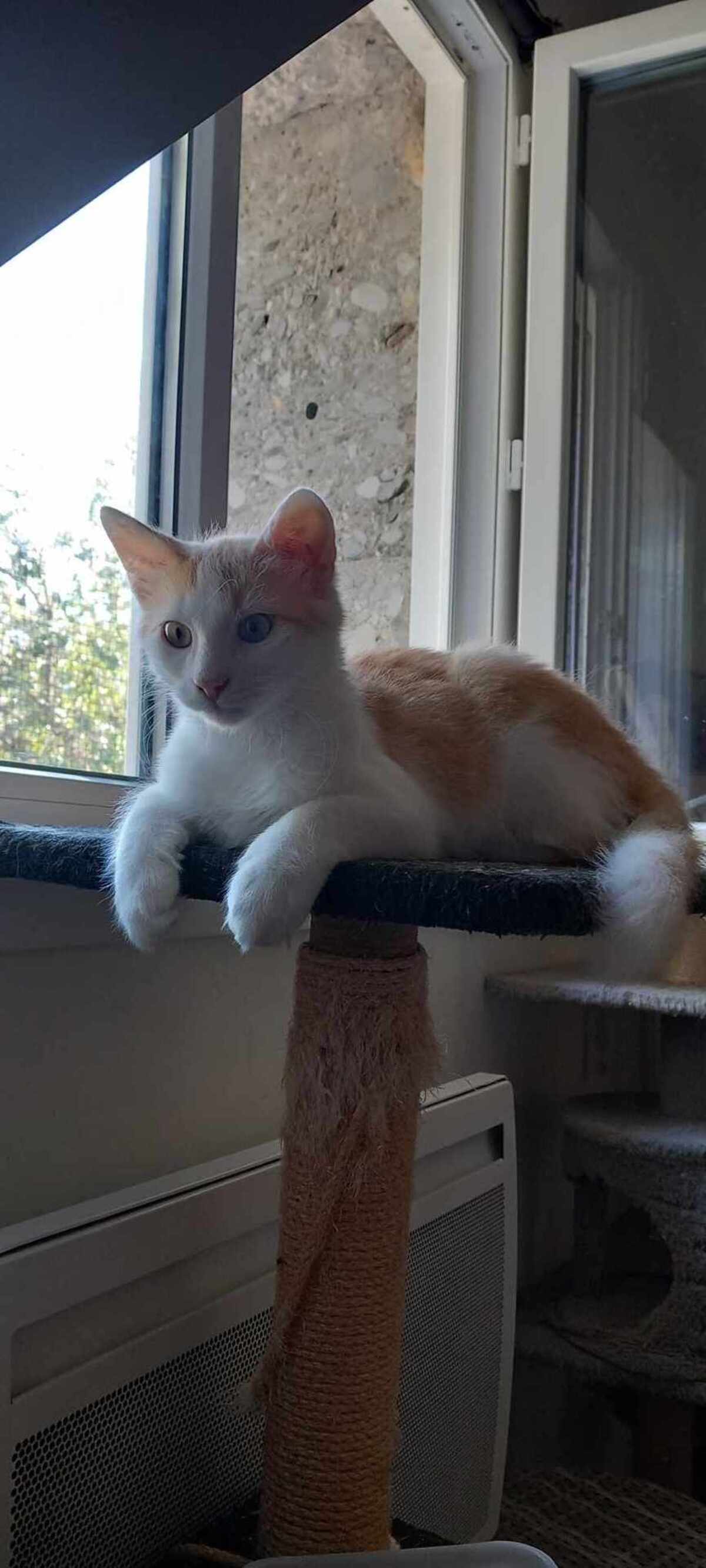 Adoption Frimousse