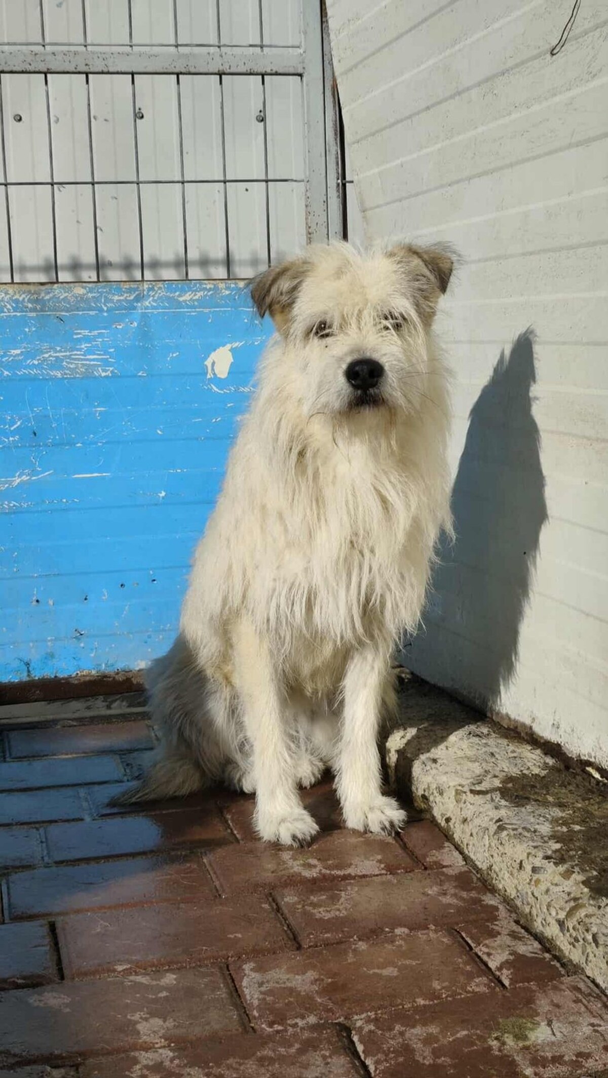 Adoption Talia