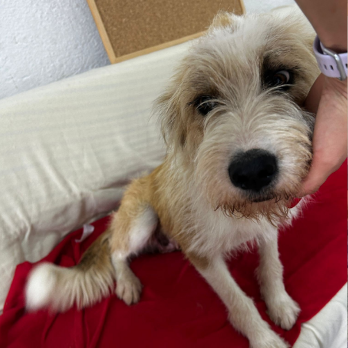 Adoption Shirley