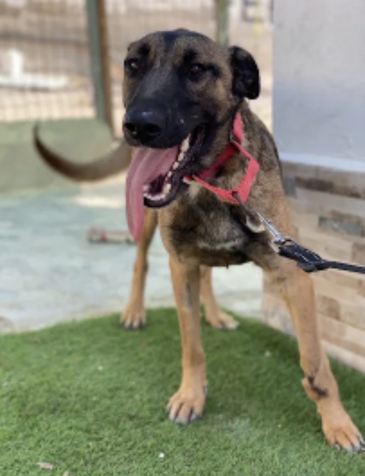 Adoption Beatriz