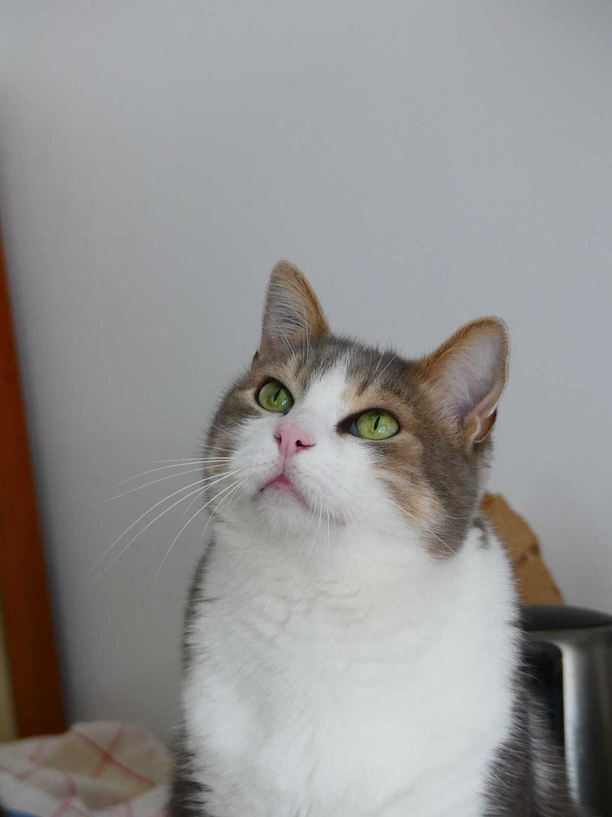 Adoption Velour