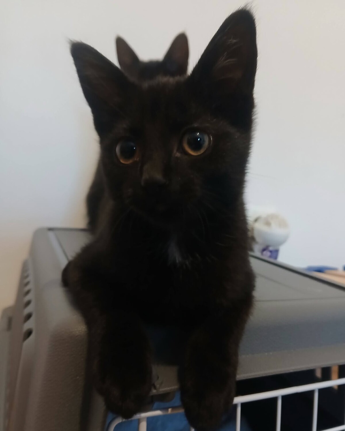 Adoption Sael