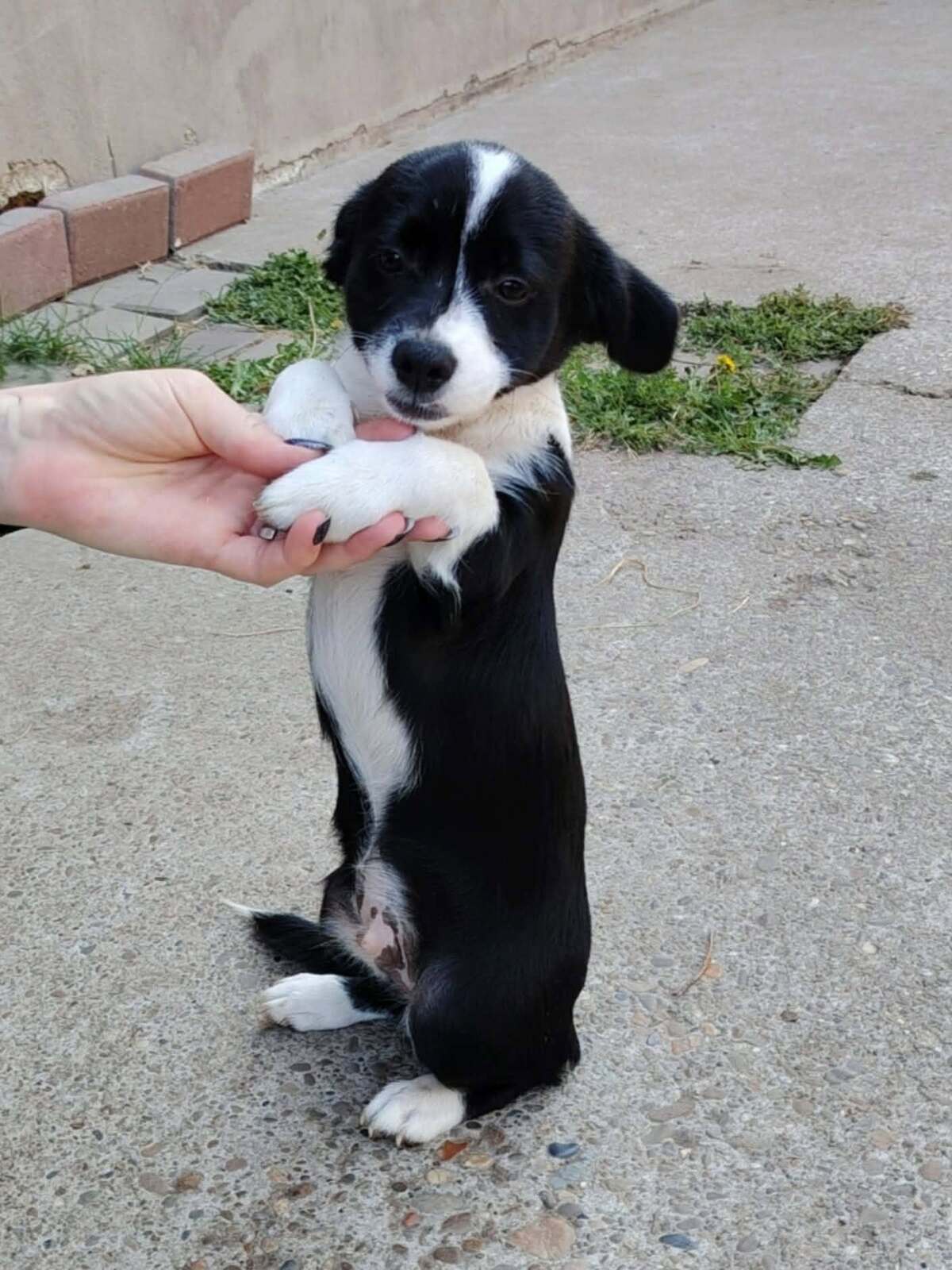 Adoption Moka