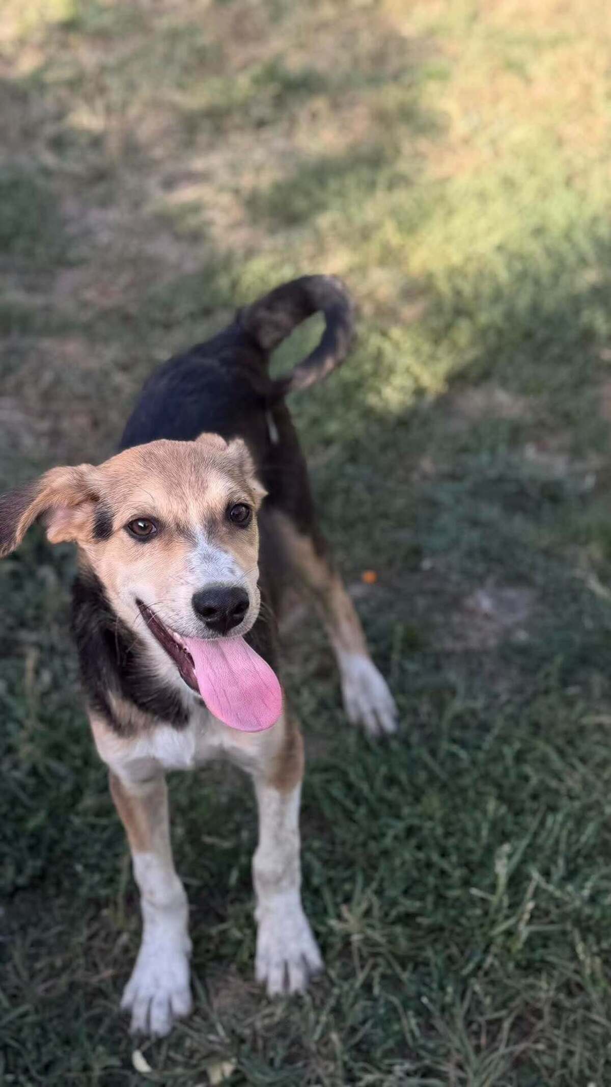 Adoption Sherlock
