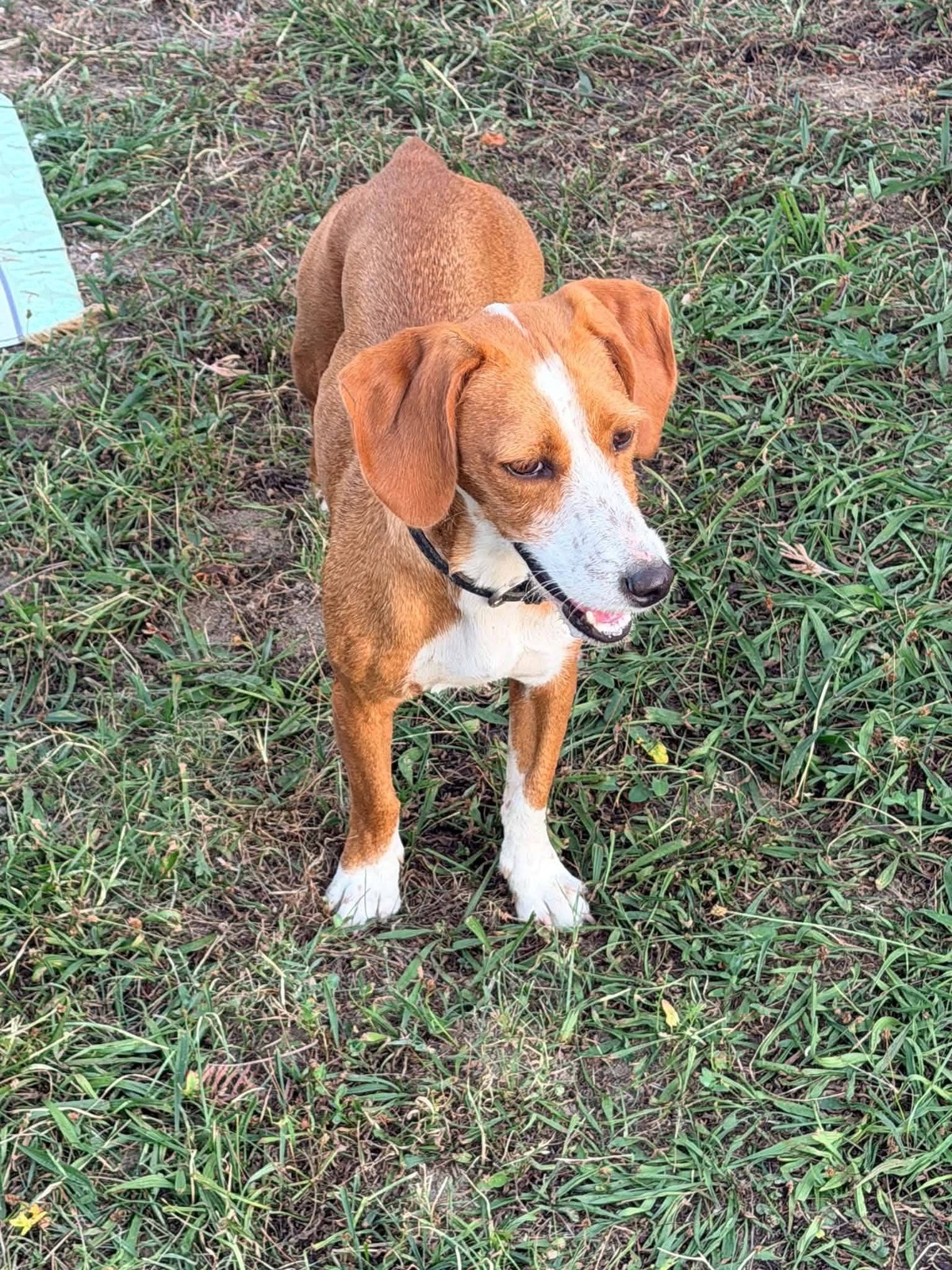 Adoption Boly