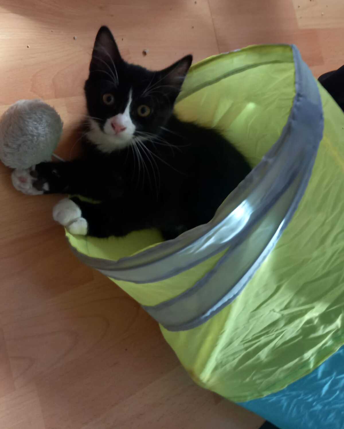 Adoption Brindille