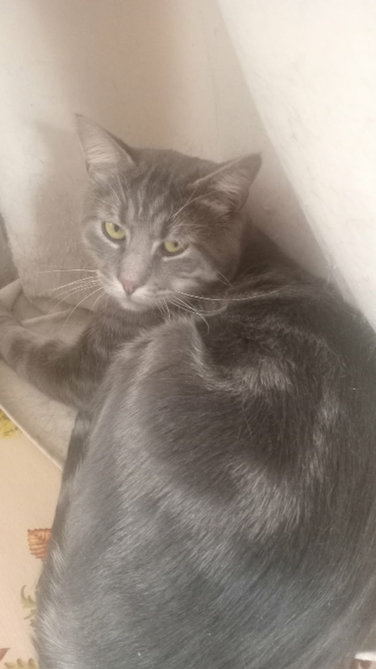 Adoption Honey