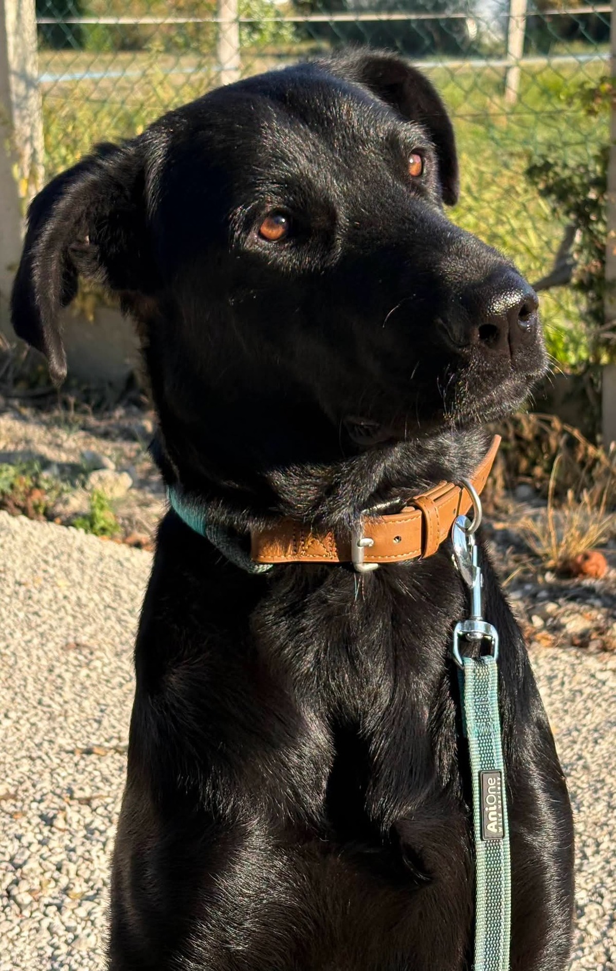 Adoption Albert