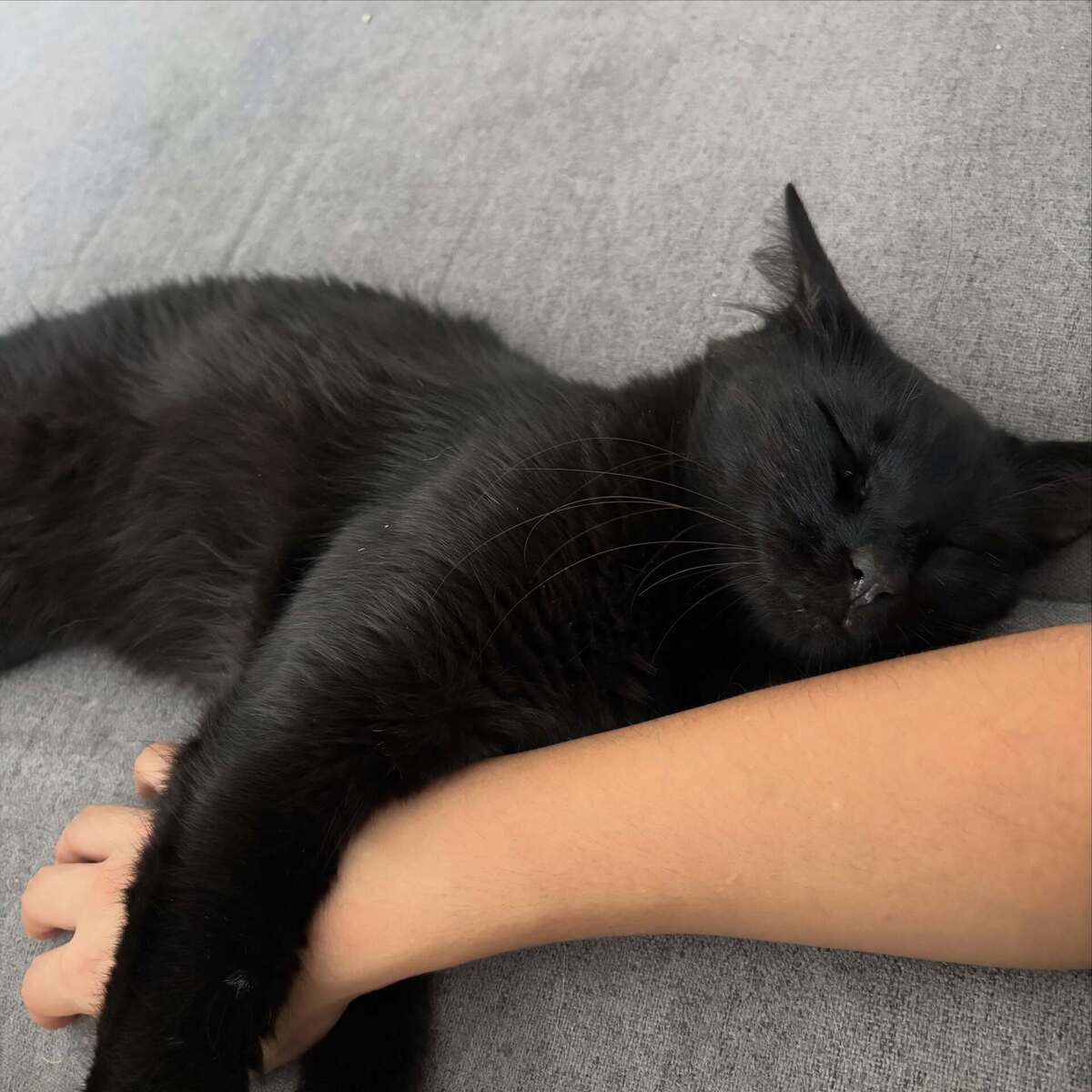 Adoption Tango