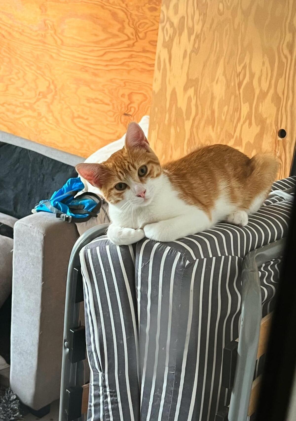 Adoption Charly