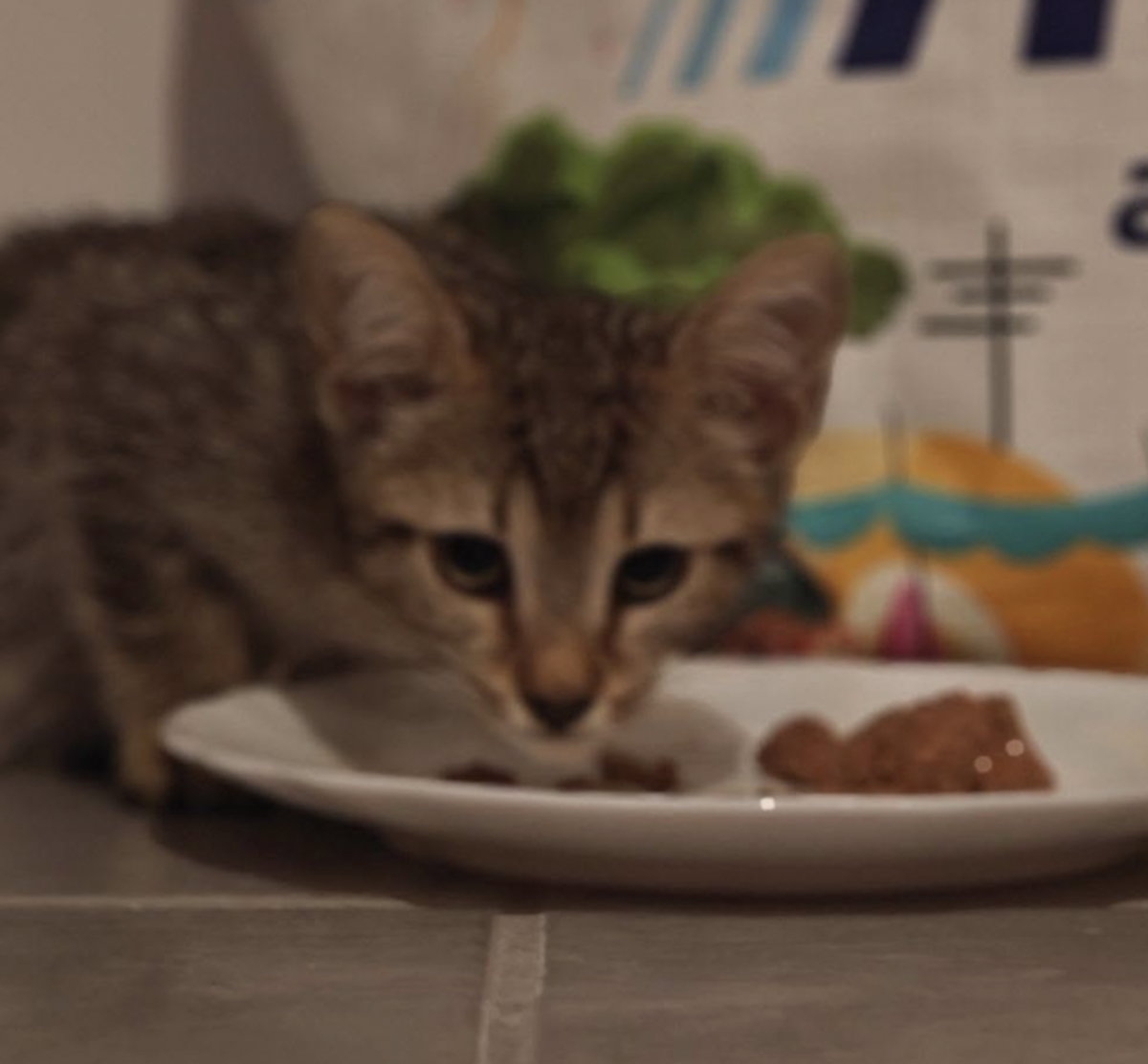 Adoption ETOILE ET NUAGE 