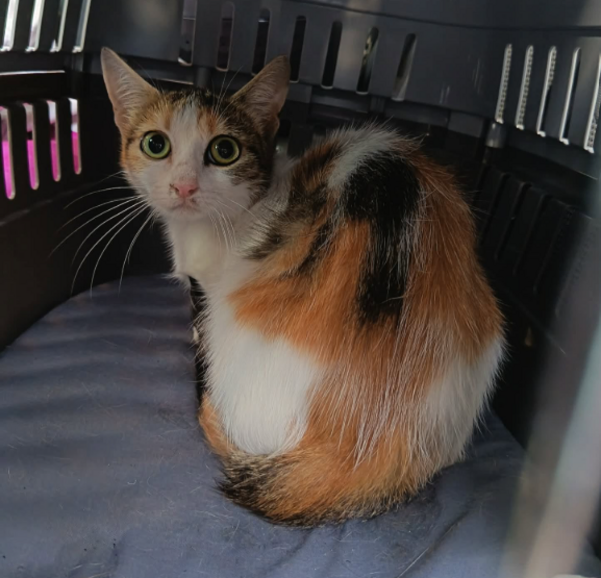 Adoption Buddy