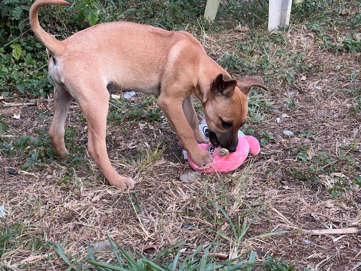 Adoption Pépite