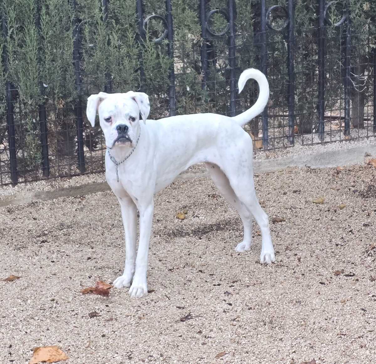 Adoption Yaki