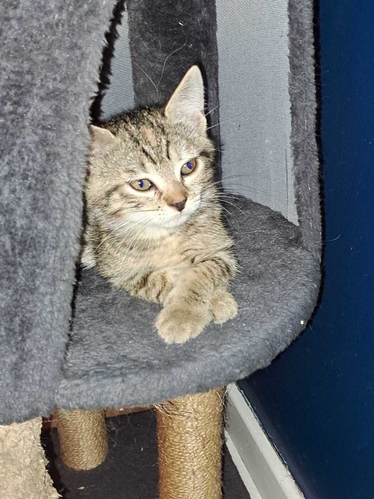 Adoption Emi