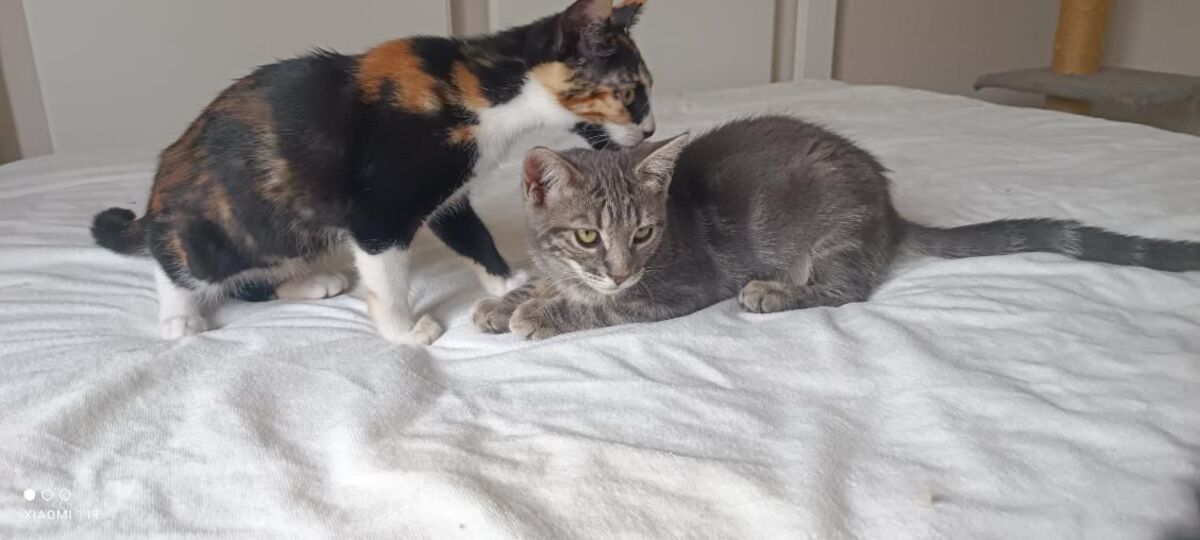 Adoption Bulle