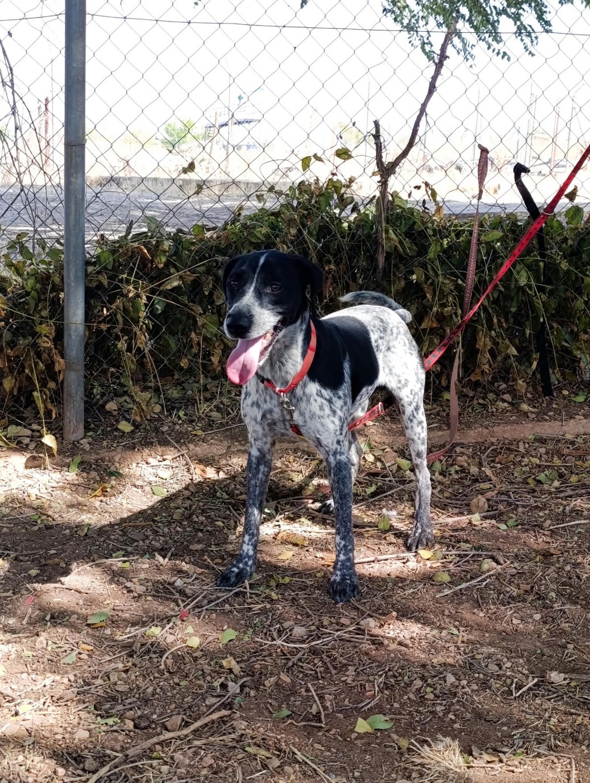 Adoption Apolo