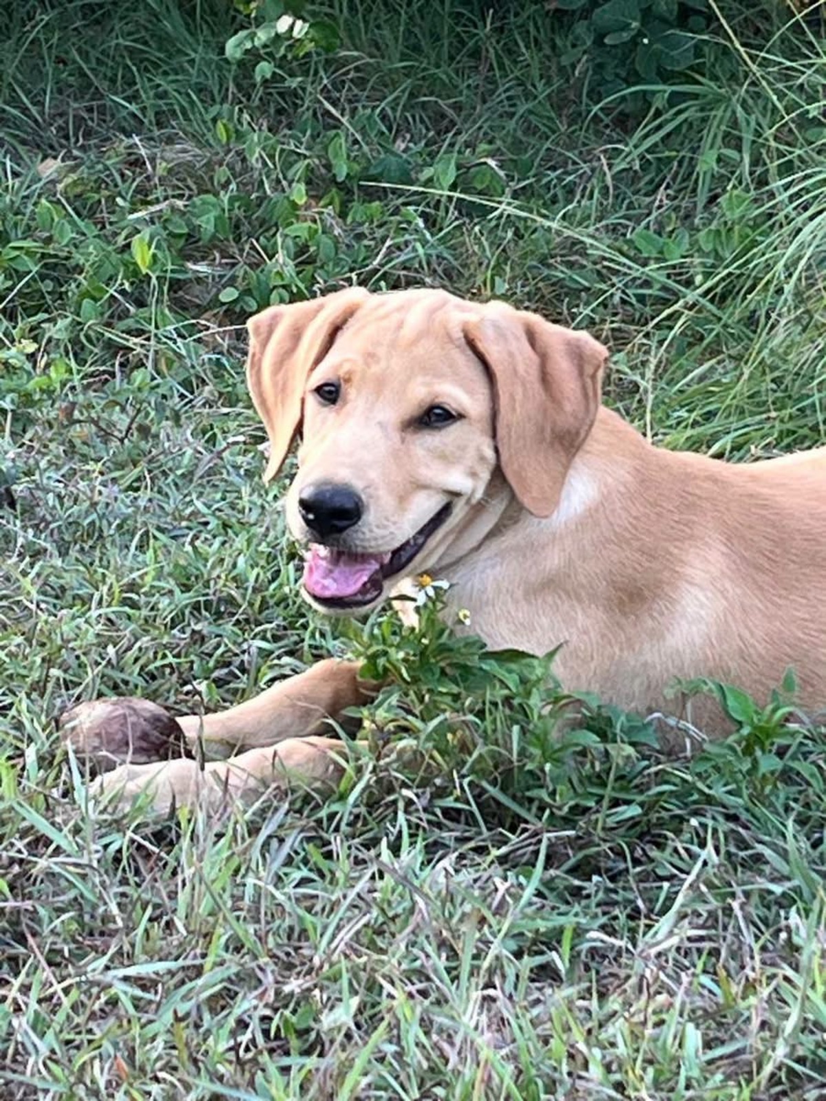 Adoption Chabin
