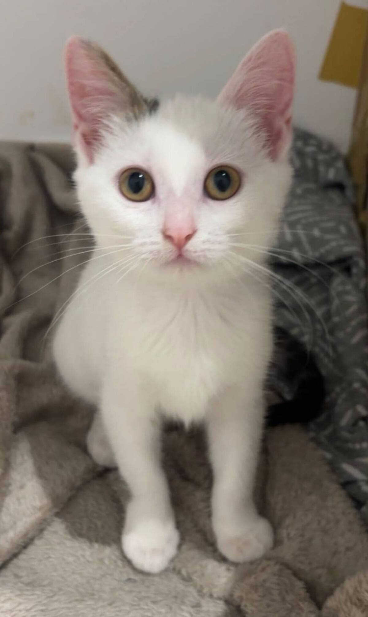 Adoption Perdita