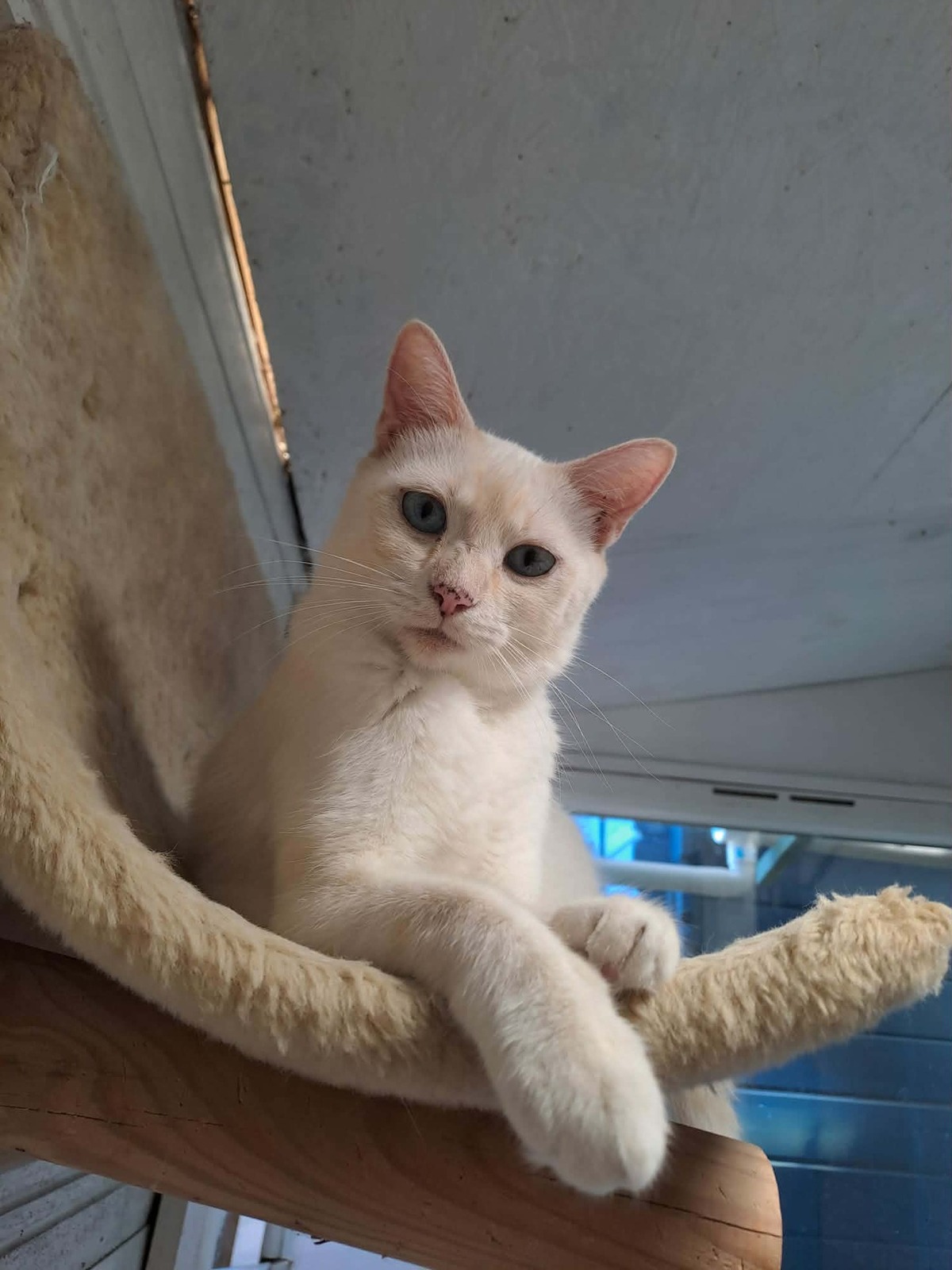 Adoption GALAXIE