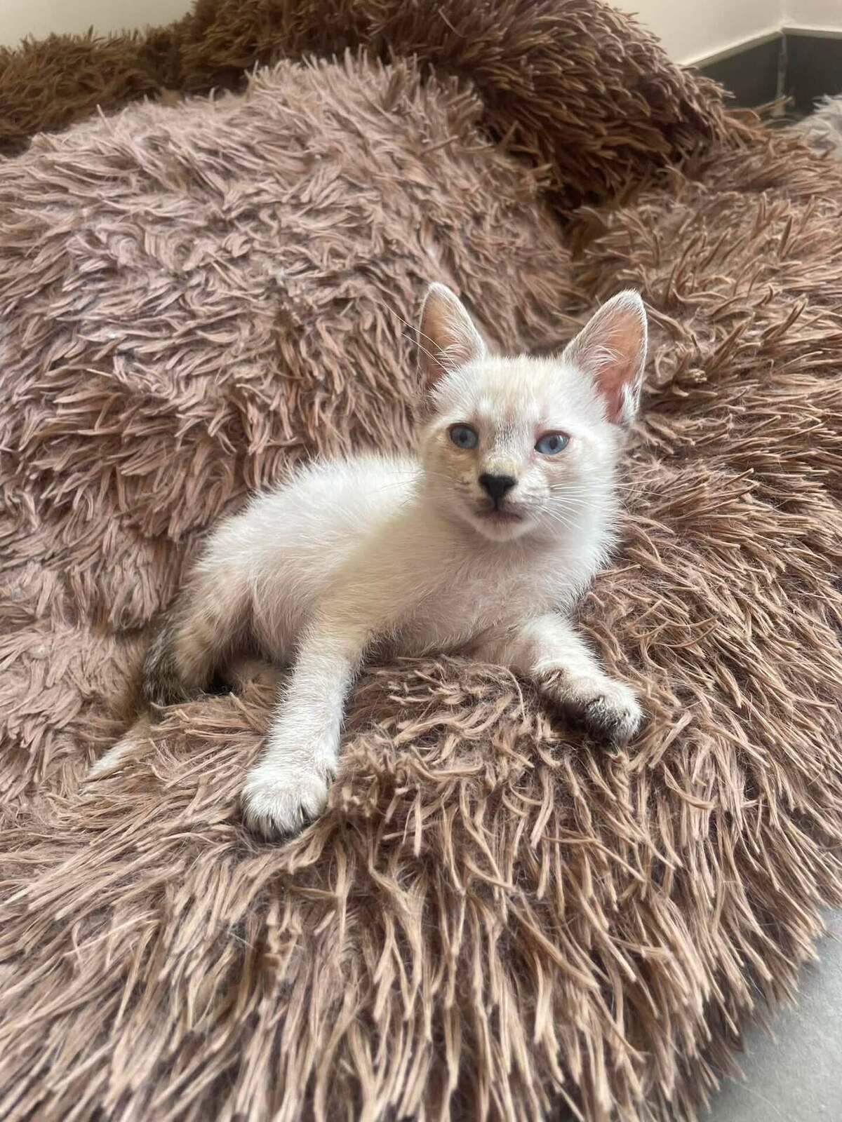 Adoption CIRILLA