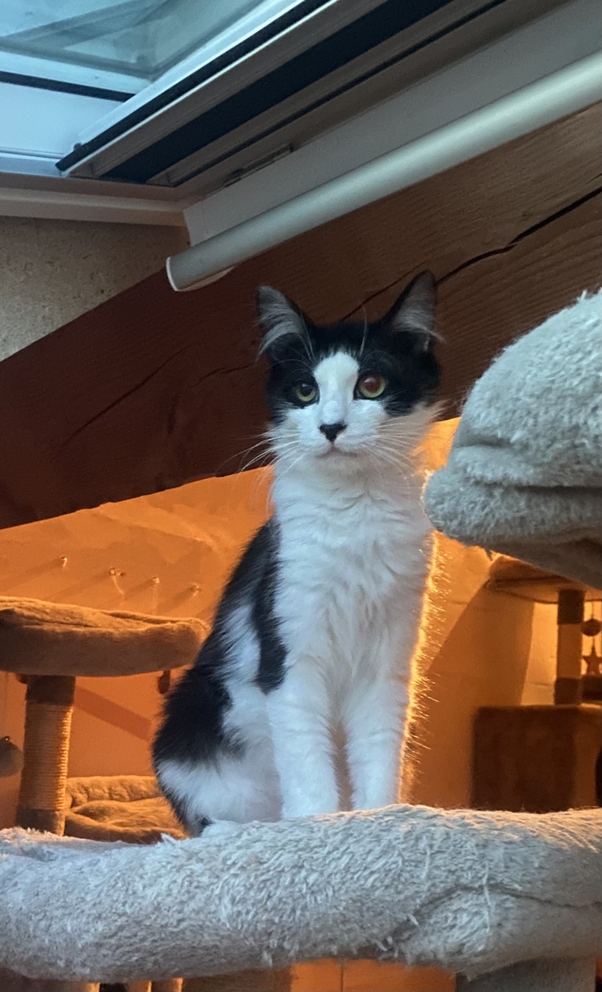 Adoption Chocapic