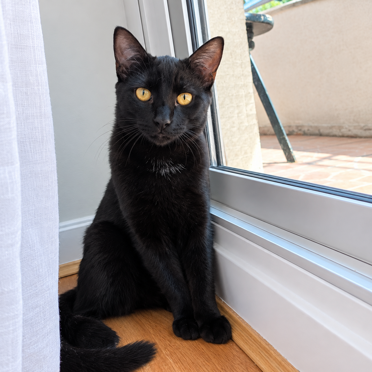 Adoption Tylio