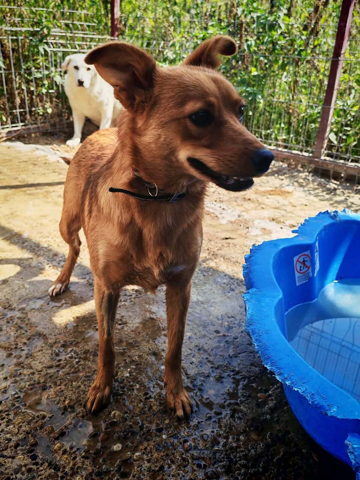 Adoption Paz