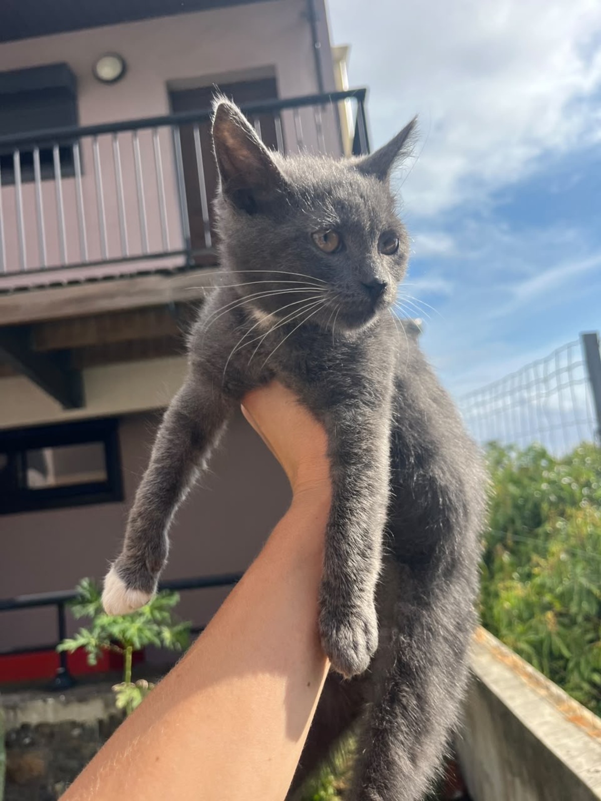 Adoption Mira