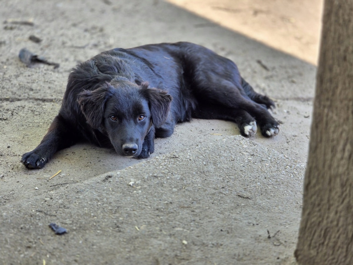 Adoption Ailani