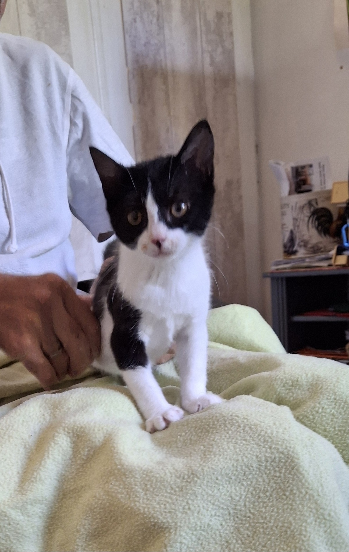 Adoption Samie