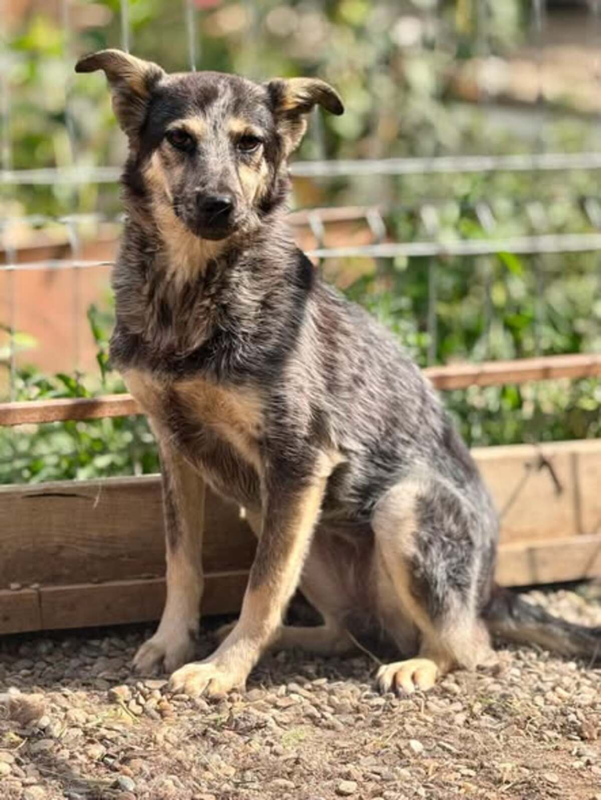 Adoption Prume